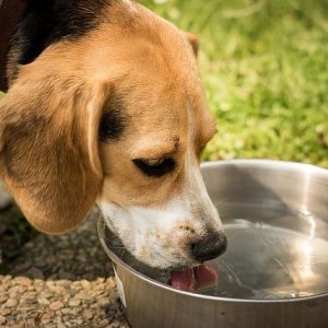 Animal's Water Management